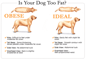 labrador-weight-chart-fat-chart[1].gif