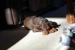 Laying in sun cute Nov 25 22.webp