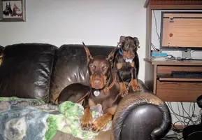 Sitting on Phoebe cute Nov 27 22.webp