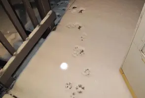 Footprints in snow from both Dec 2 22.webp