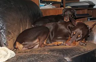 Sleeping on top of Phoebe on couch Dec 4 22.webp