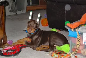Laying in pile of toys Dec 11 22.webp