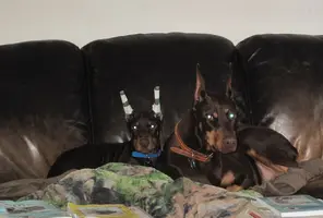 Both alert on couch together Dec 13 22.webp