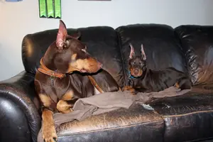 Both on couch ears Dec 17 22.webp