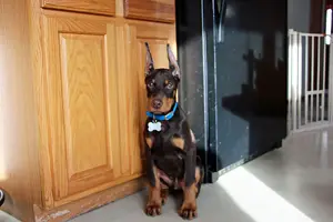 Ears Dec 22 22.webp