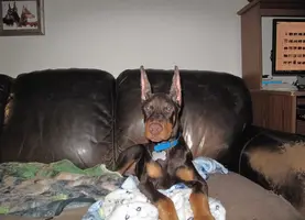 Ears Jan 3 23.JPG