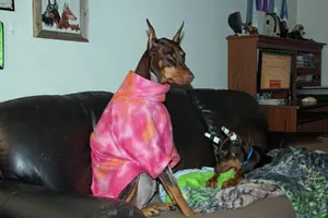 Both on couch Elroy sucking on toy Jan 8 23.webp