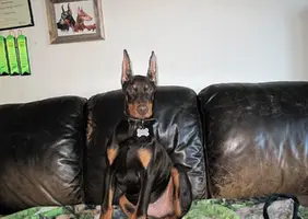 Ears on couch 2 Jan 26 23.webp Ears on couch 2 Jan 26 23.webp