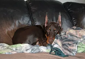 Ears 19 weeks Feb 1 23.webp