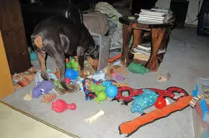 By dumped toy box 2 Feb 9 23.webp