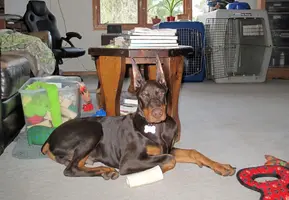 Ears Feb 12 23.webp