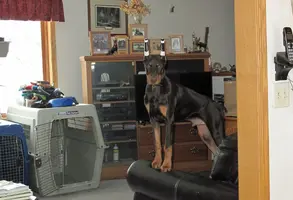 Standing on loveseat arm Feb 20 23.webp