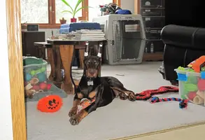 Laying with toys Feb 23 23.webp
