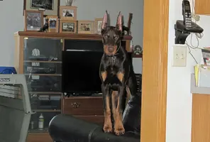 On loveseat arm Feb 25 23.webp