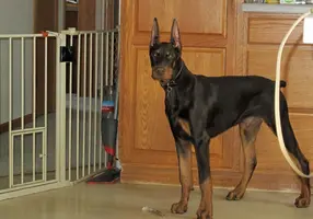 Alert by pantry with bull stick Feb 25 23.webp