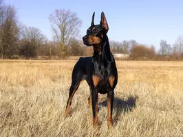 Ripley 33 months.webp