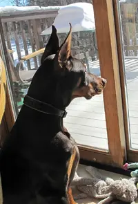 Looking out patio door rear angle Feb 28 23.webp