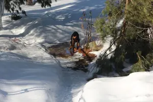 Standing in melting snow Mar 20 23.webp