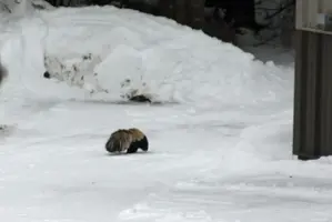 Skunk by snow bank and Morton Jan 10 21.webp