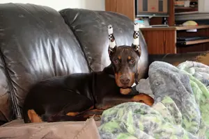 Laying on couch cute Mar 21 23.webp