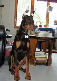 Sitting alert side angle Mar 21 23.webp