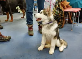 Julia Malamute pup Mar 25 23.webp