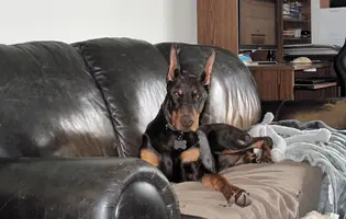Laying on couch Mar 31 23.webp Laying on couch Mar 31 23.webp