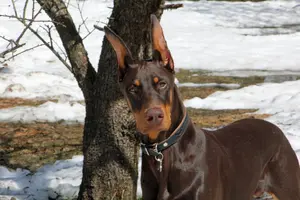Head shot front angle full Apr 13 23.webp