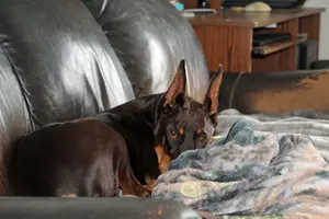 Snuggled on couch closer Apr 22 23.webp Snuggled on couch closer Apr 22 23.webp