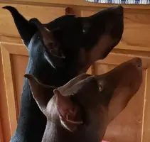 The girls waiting for banana.webp