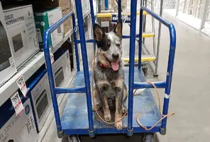 Katie cattle dog at Lowes May 2 23.webp
