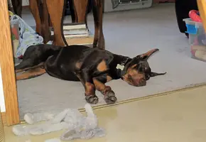 Sleeping after training at Lowes May 2 23.webp