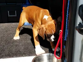 Boxer pup in transport van closer May 16 23.webp Boxer pup in transport van closer May 16 23.webp