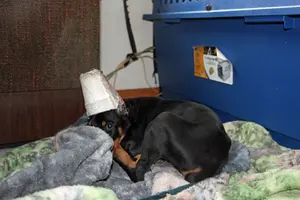 Curled up on blanket by crate May 16 23.webp Curled up on blanket by crate May 16 23.webp