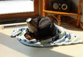 On blanket in morning sun May 17 23.webp On blanket in morning sun May 17 23.webp