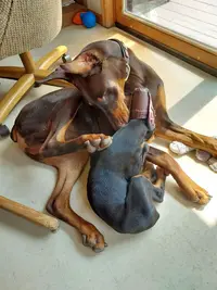 Both snuggled by deck door May 17 23.webp Both snuggled by deck door May 17 23.webp