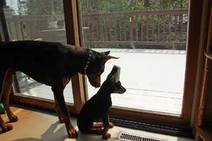 Both looking out deck door May 17 23.webp Both looking out deck door May 17 23.webp