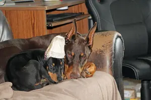 Both snuggled on couch May 19 23.webp