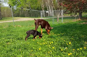 Both out eating dandelions May 21 23.webp
