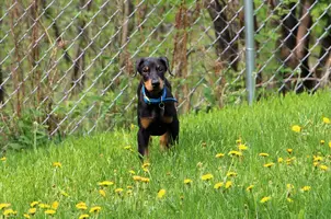Standing in dandelions full May 23 23.webp