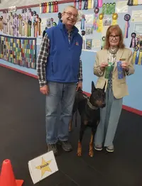 Title Leg - Perfect Score - High Scoring Doberman in Excellent.webp Title Leg - Perfect Score - High Scoring Doberman in Excellent.webp
