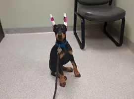 Sitting nice at vet June 1 23.webp