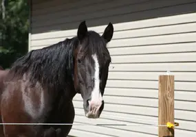 Head shot over fence closer Aug 17 16.webp