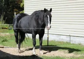 Looking over gate with shadow Sept 23 16.webp