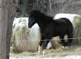 Bucking front angle Mar 8 17.webp
