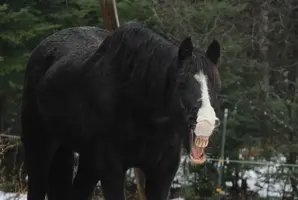Yawning wide close Nov 29 16.webp