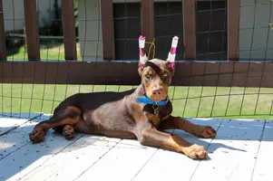 Laying on deck alert Aug 18 20.webp