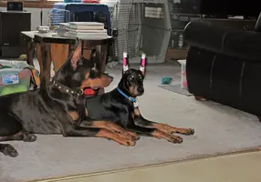 Both laying in LR Aug 17 23.webp