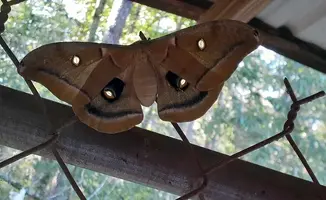 Moth.webp