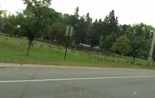Geese by pond Sept 19 23.webp